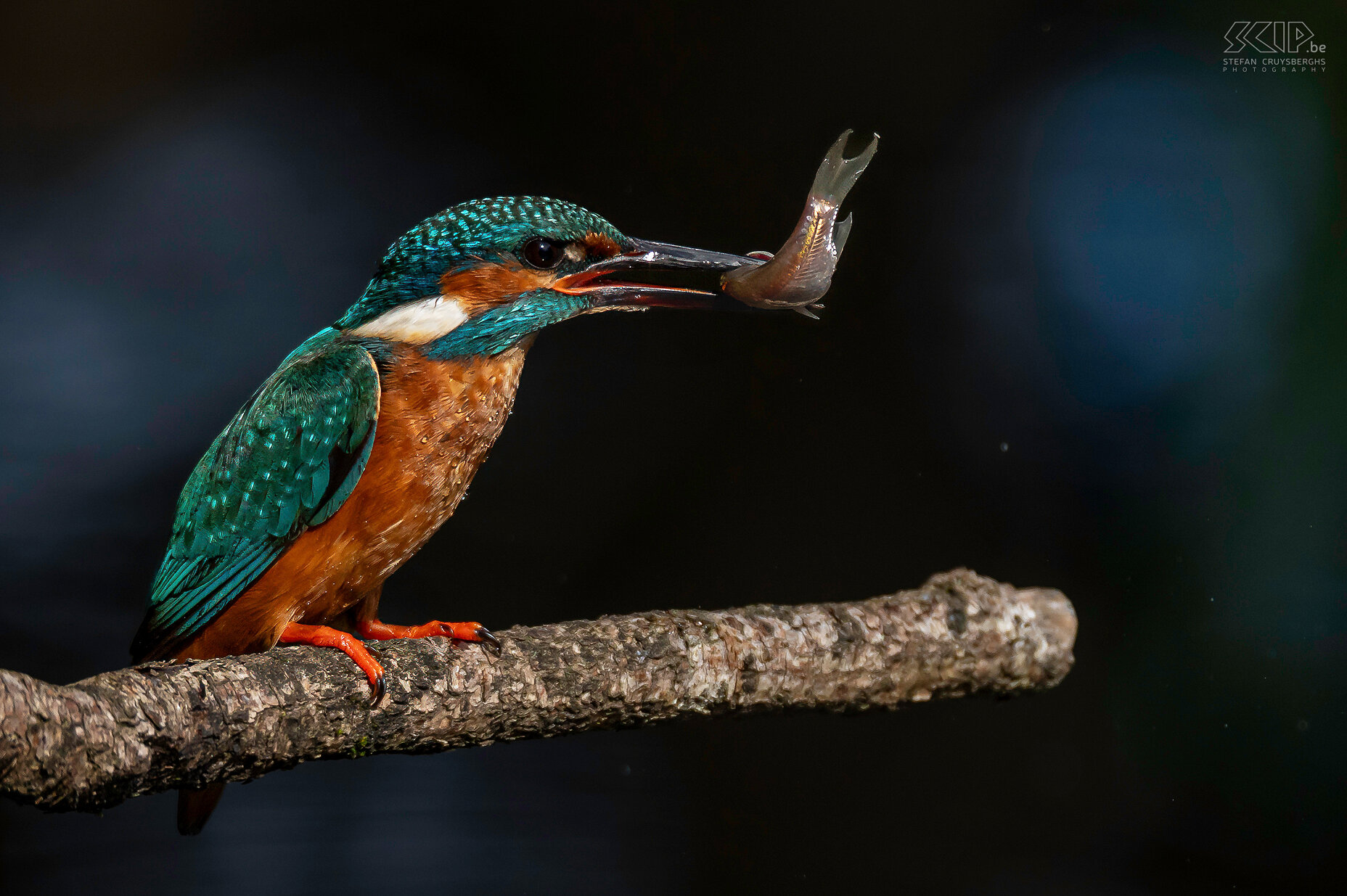 Kingfishers Some of my best images from recent years of one of the most beautiful birds in our country; the kingfisher. The common kingfisher is a fish-eater with a bright blue orange plumage of about 16cm long. Males are distinguished by their pitch-black lower mandible while females have a dark red spot. Stefan Cruysberghs